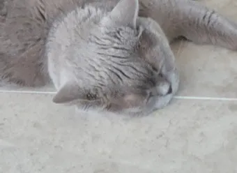 고양이 털갈이, 털갈이시기, 관리법, 영양케어_29