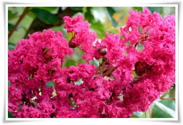 화초 "배롱나무" 한여름 100일 동안 피어나는 정원의 보석!