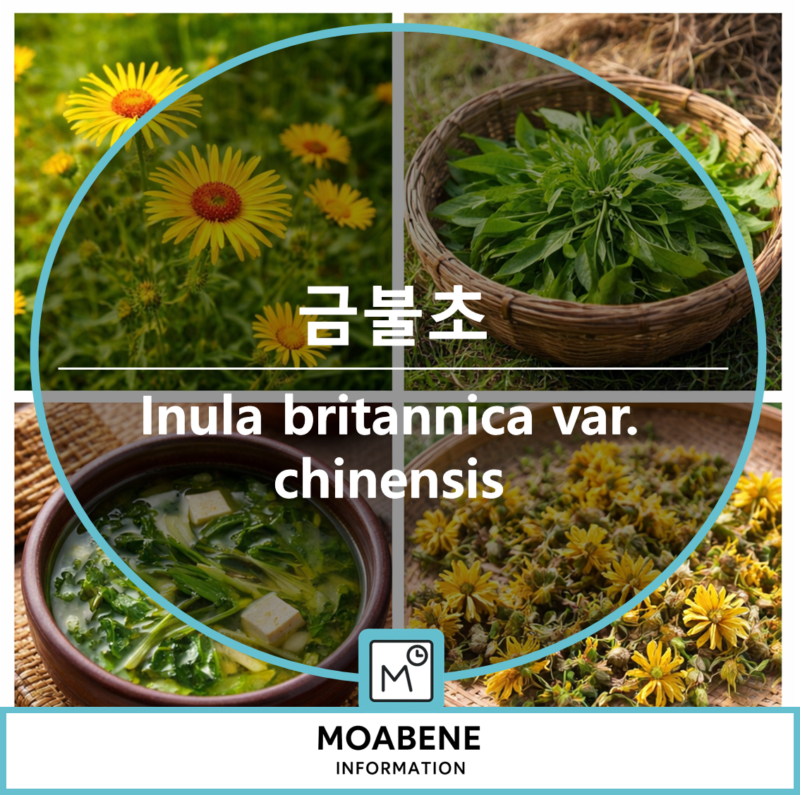 금불초(Inula britannica var. chinensis) 알아두면 좋은 정보: 생김새부터 먹는 법, 차, 보관까지