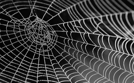 거미 독이 치매 예방 연구에 주는 실마리