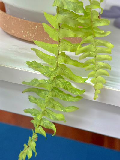 무늬 보스턴고사리 환경