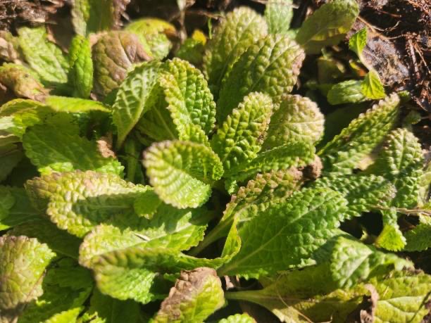 곰보배추의 효능, 먹는 법, 부작용 알아보기