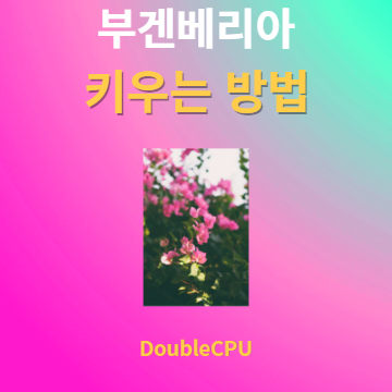 부겐베리아 키우기 물주기