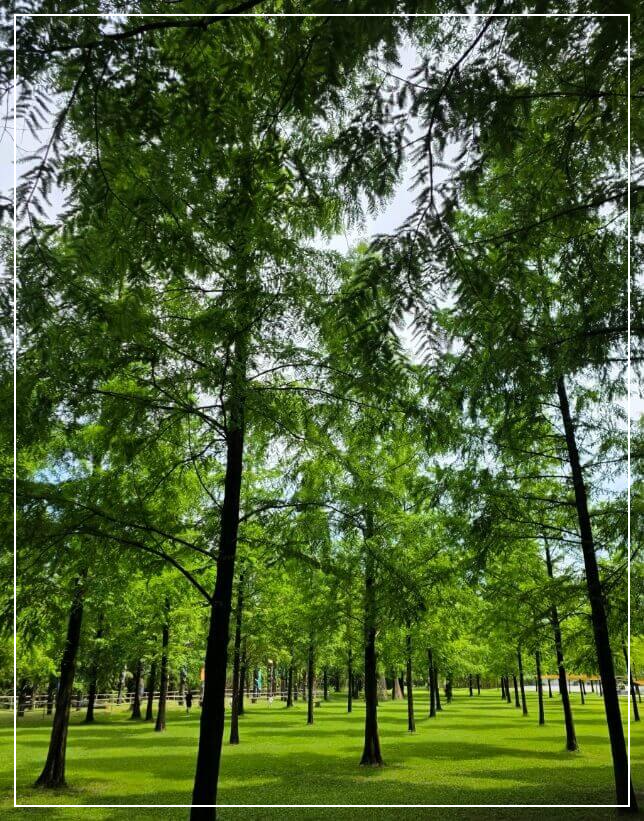 담양 가볼만한곳 베스트10 메타세쿼이아 가로수길