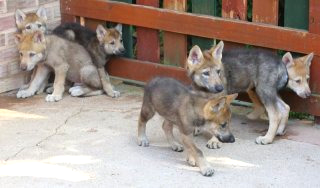 대전 늑대 동물원 오월드 탈출 퓨마 포획 상황