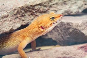 파충류의 수면 패턴과 휴식 습관