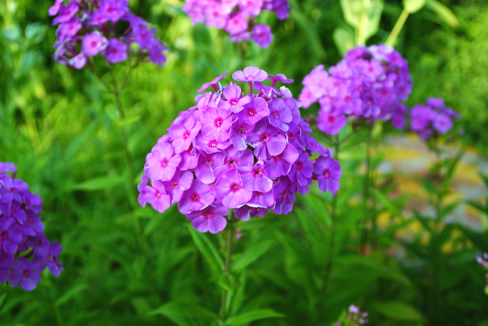 수국과 산수국의 차이, 알고 보면 다른 식물