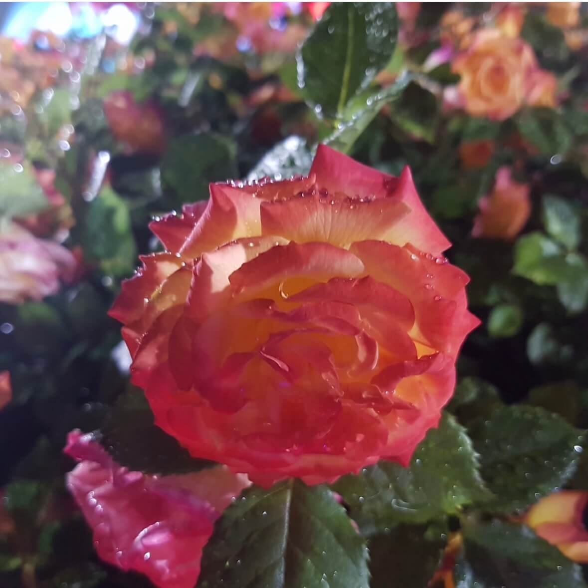 울산대공원 장미축제