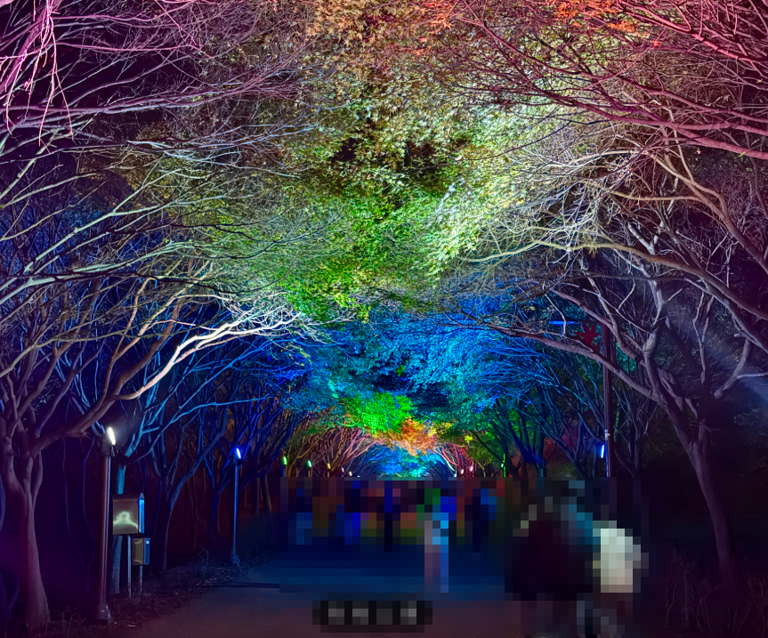 천안 독립기념관 단풍나무숲길 산책로 (가을 단풍, 야간 개장, 가족나들이)