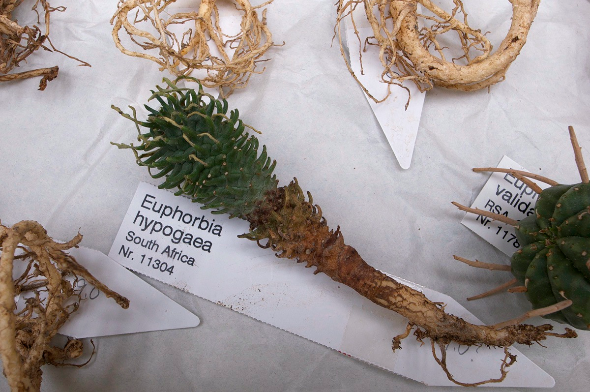 괴마옥 기르기 키우기 번식 다육 물주기 자르기 꽃 옷자람 분갈이