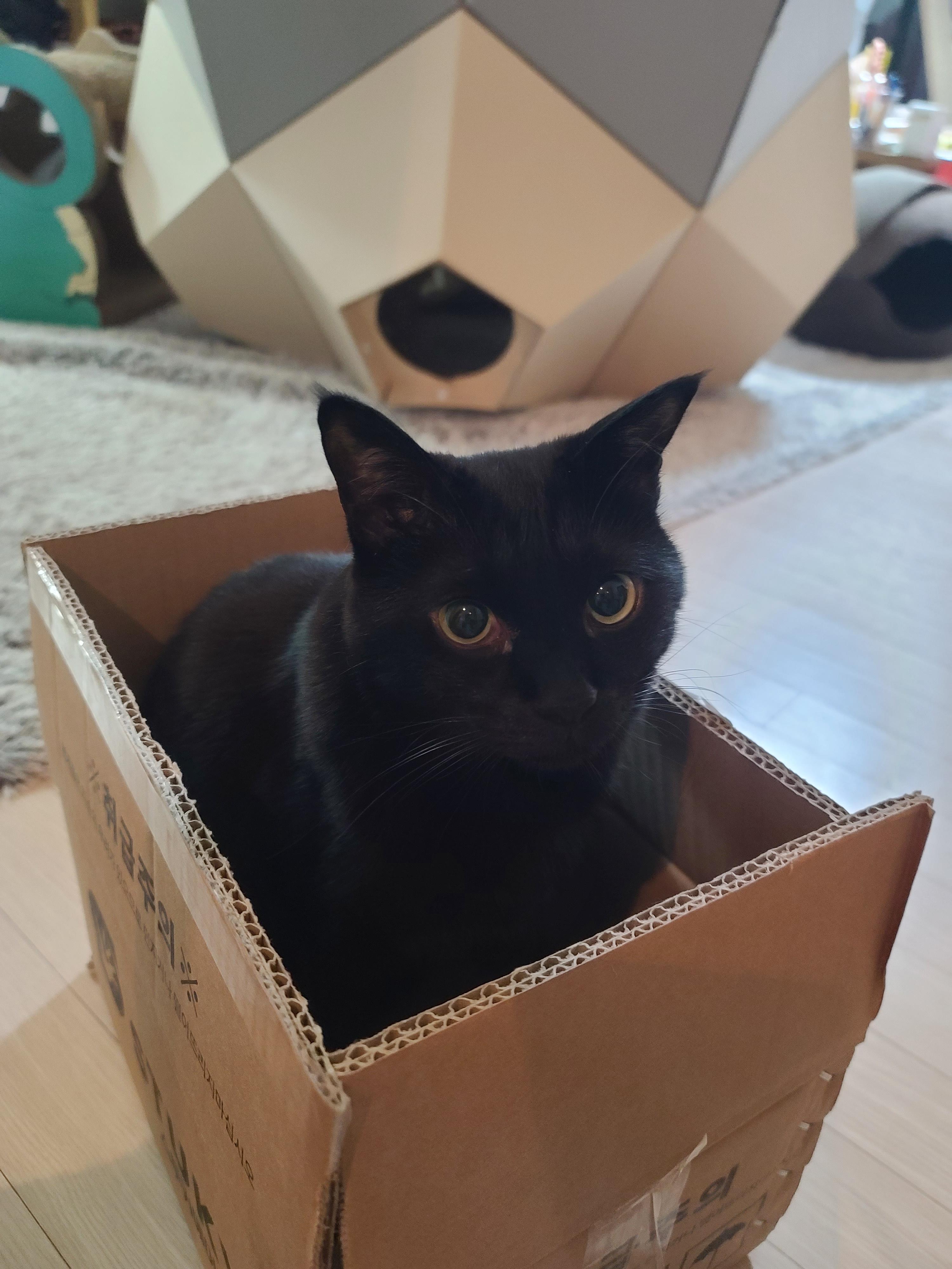 박스가 풍년이다!(feat.신난 건이와 요미.그리고 두리)