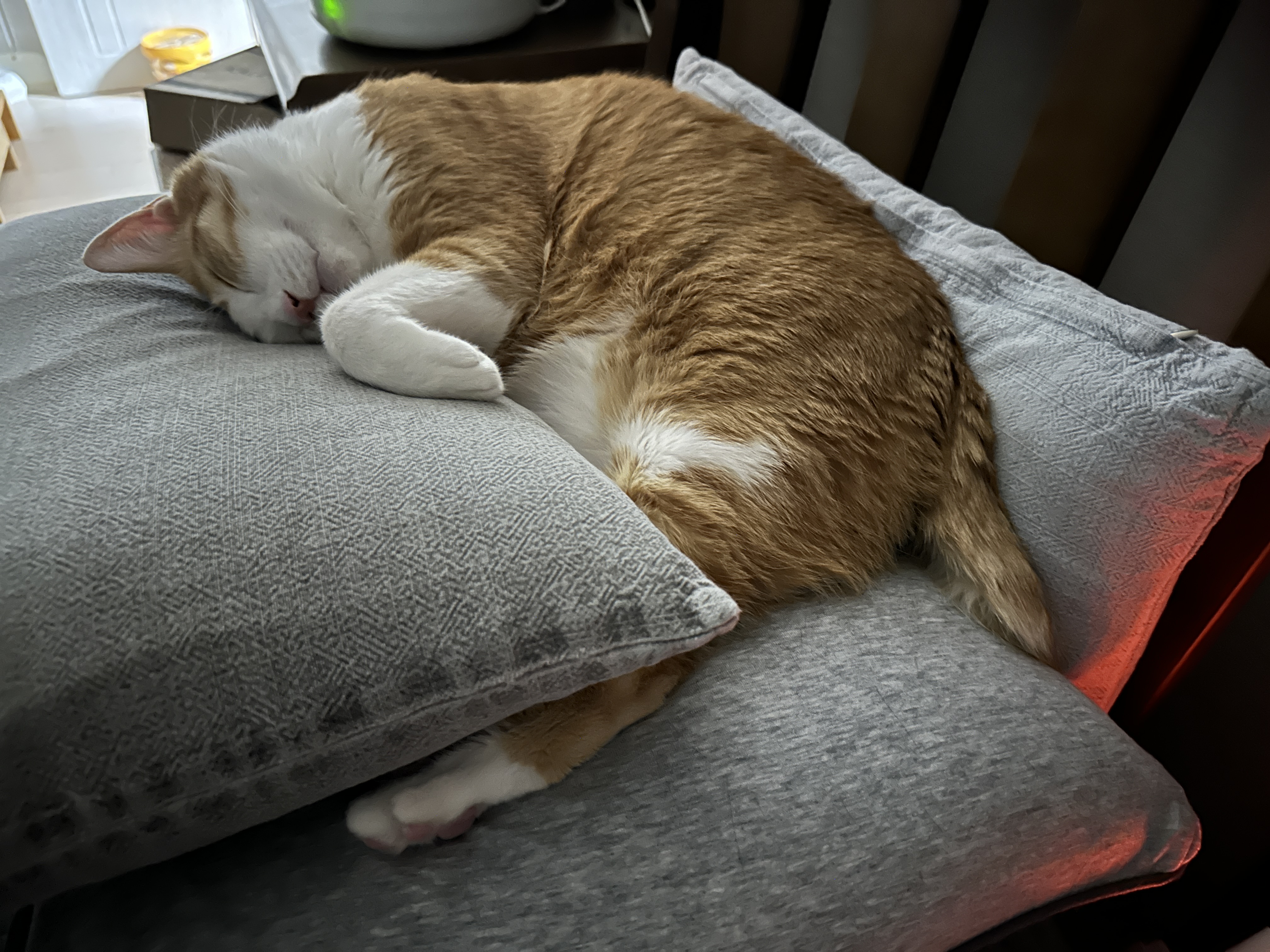 너무 귀엽게 자는 치즈냥이 호야 (feat. 사람처럼 자는 고양이 호야)