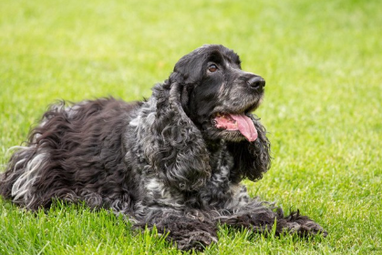 엎드려 앉은 잉글리쉬 코카 스파니엘.