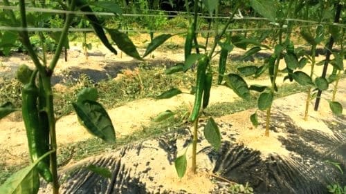 고추-재배방법-칼슘제-엽면시비-시기