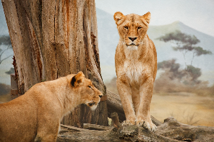 선택한 동물로 보는 나의 에너지 상태