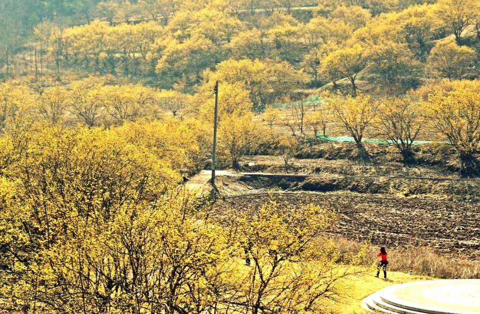 의성 산수유마을 전경3