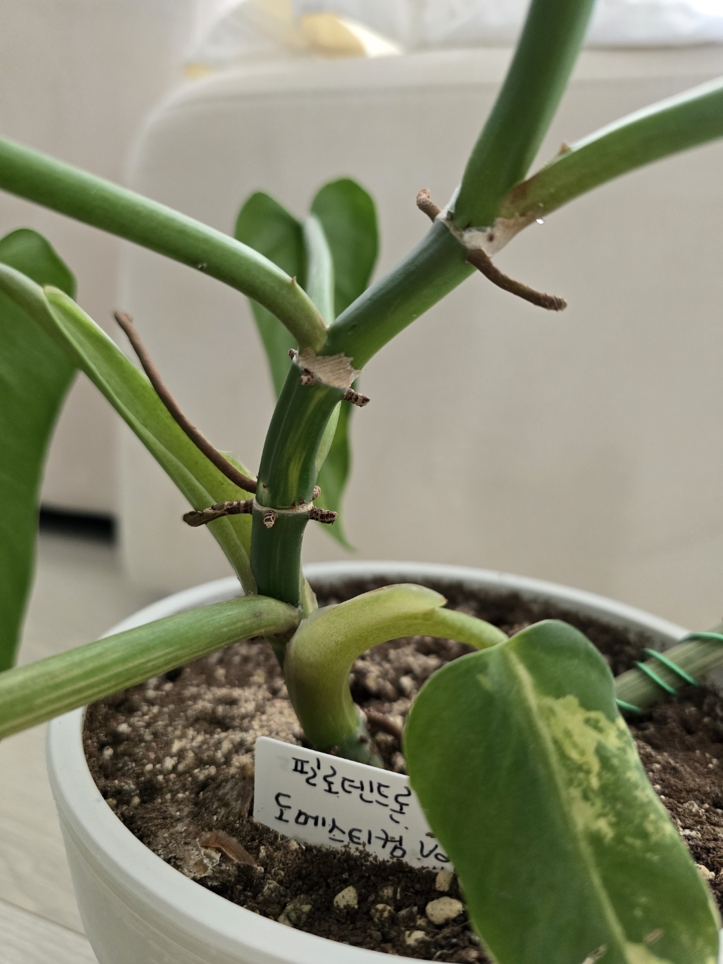 필로덴드론 도메스티컴 바리에가타의 줄기모습