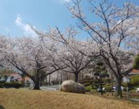 여수 벚꽃 명소