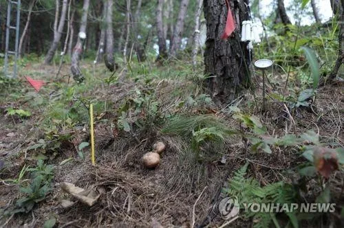 송이버섯 채취시기가격 정보를 확인_2