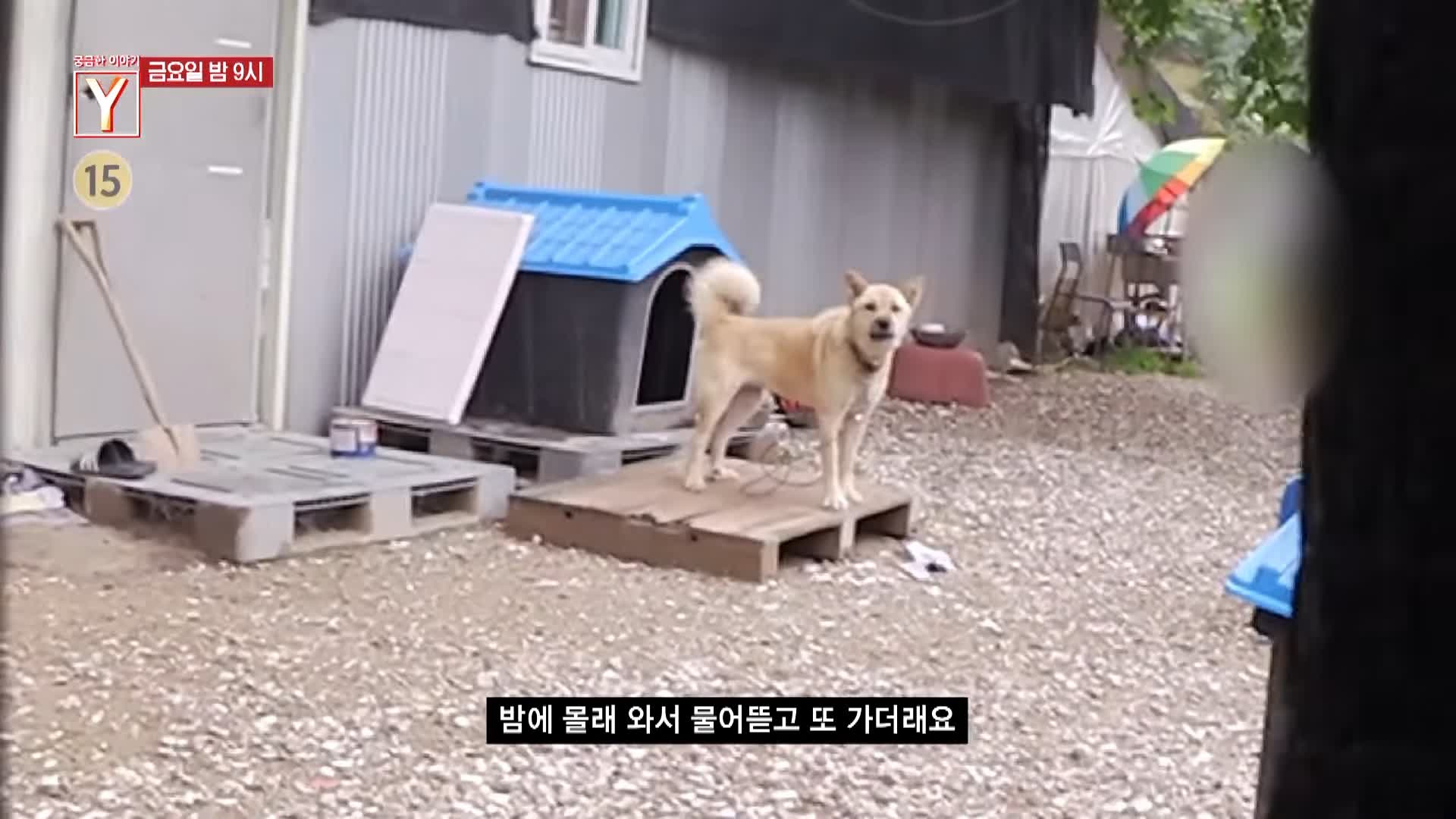 궁금한 이야기 와이 공포에 휩싸인 산골 마을 할머니는 왜 수십 마리의 개들과 위험한 동거를 계속하나