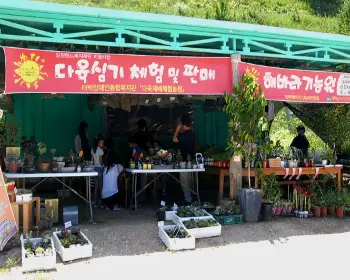 태백 해바라기 축제23