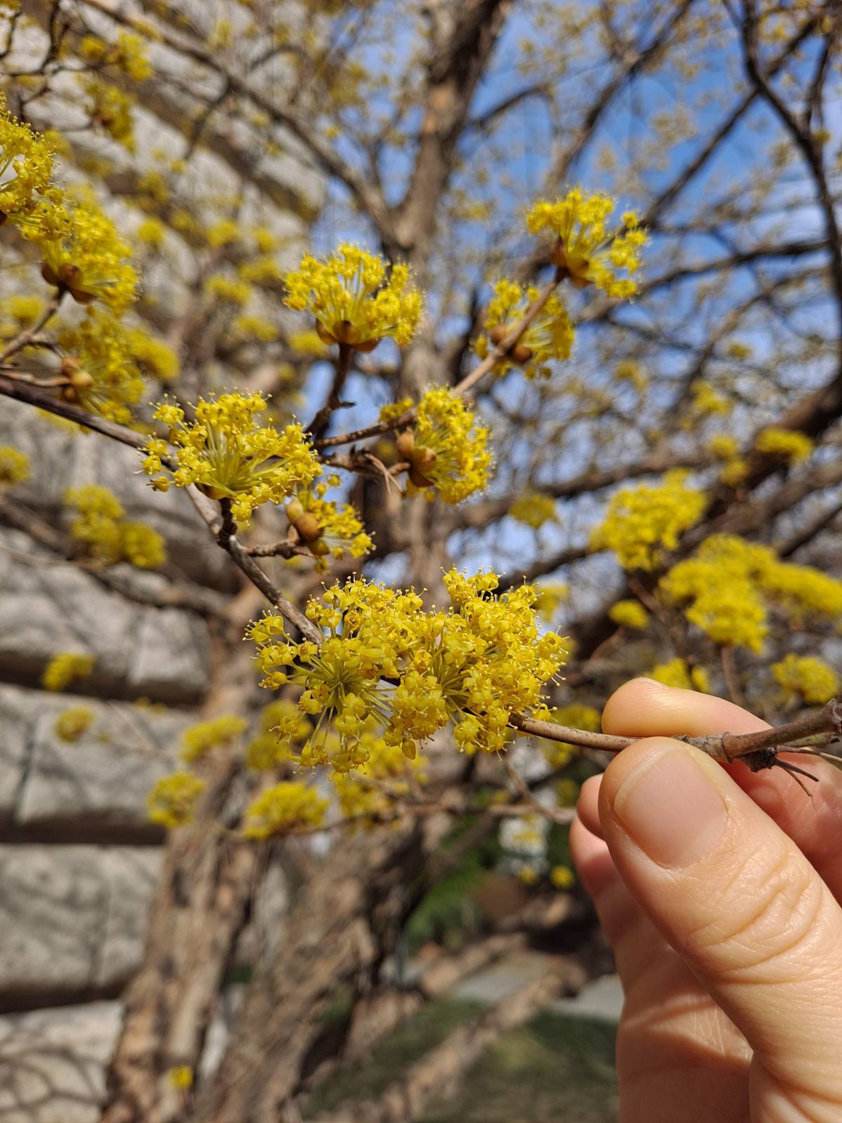 성리관 생강나무 두번째