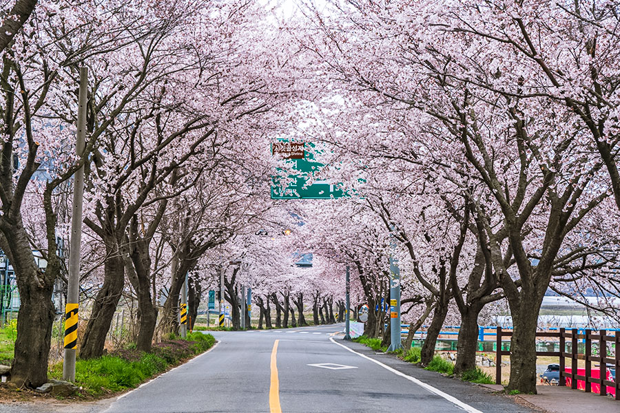  주산벚꽃축제 기본일정과 프로그램 소개