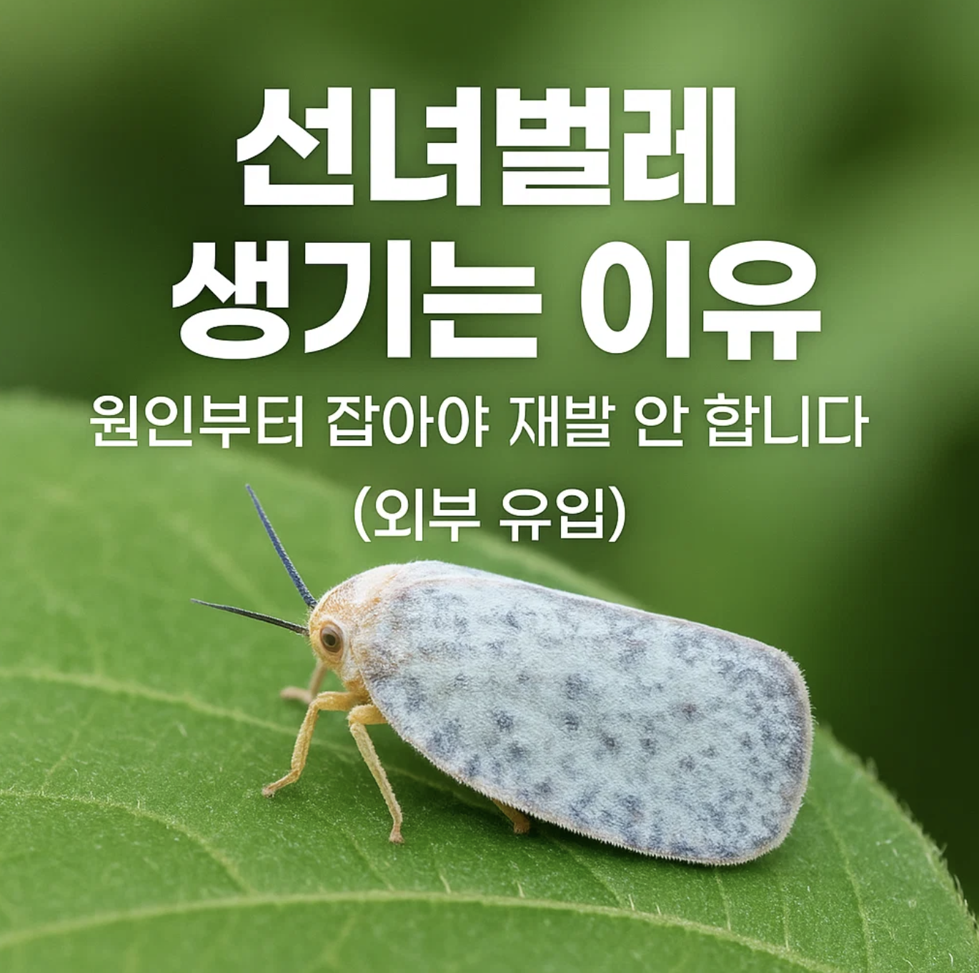 선녀벌레 생기는 이유, 원인부터 잡아야 재발 안 합니다 (외부 유입)