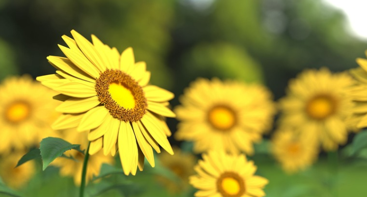 연천 재인폭포 해바라기 꽃밭