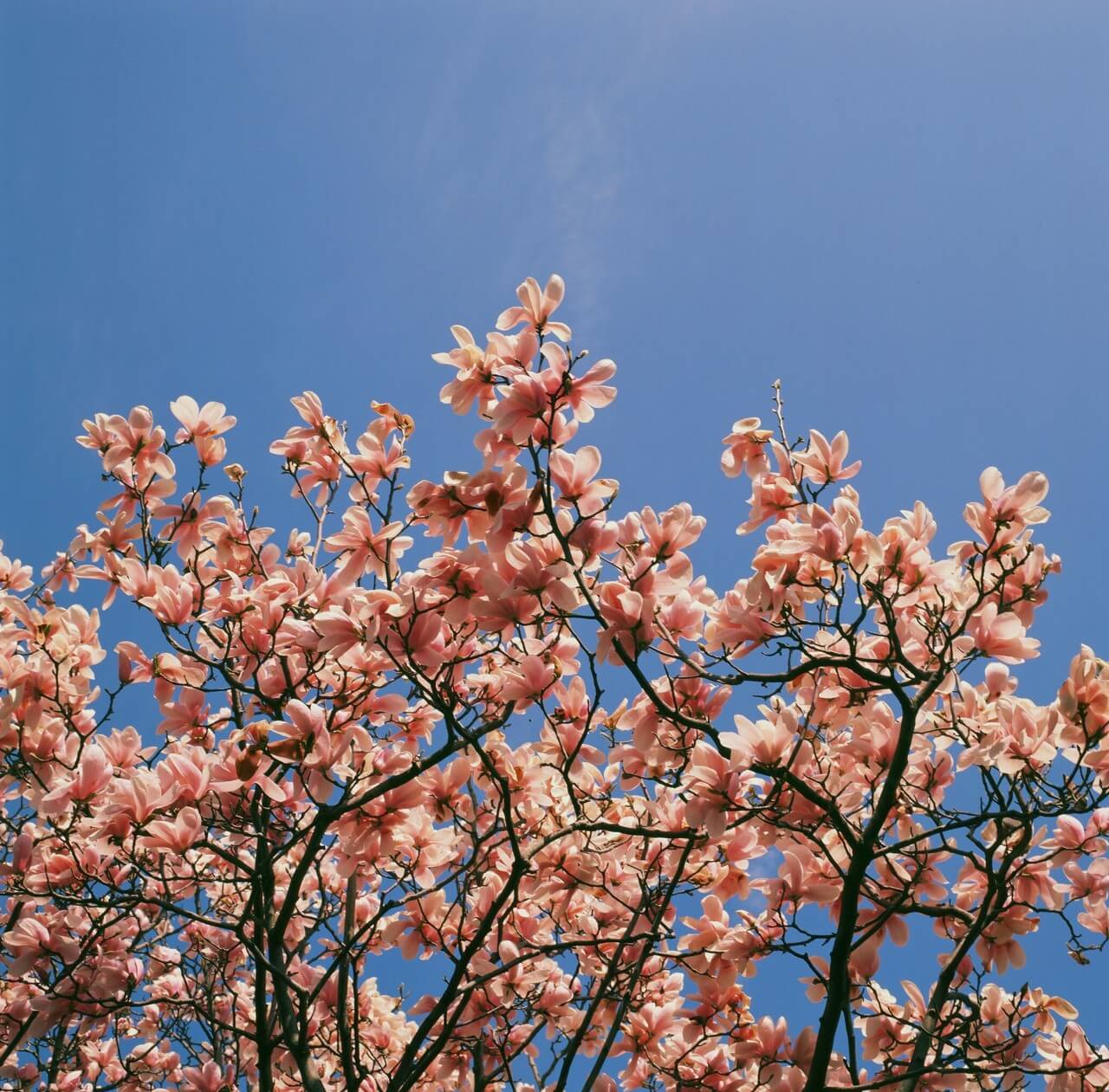 2025 천리포수목원 목련축제 입장료 사전예약