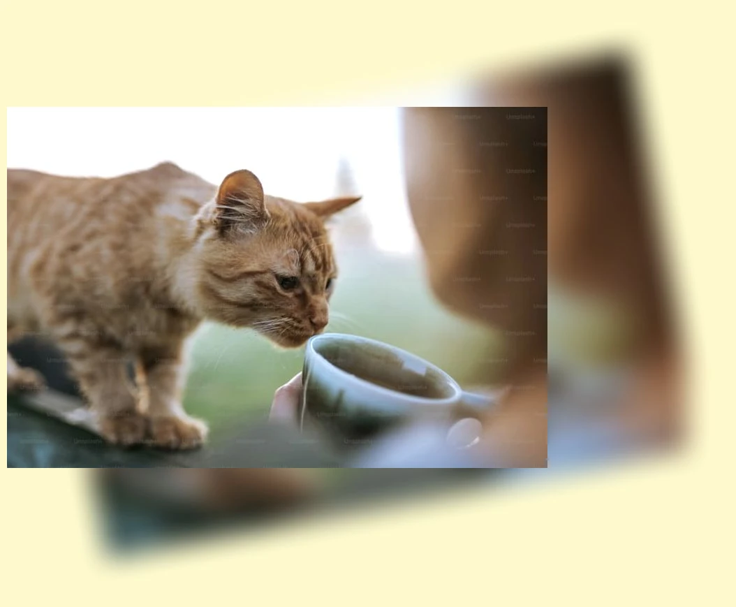 고양이 정수기_2_subsection