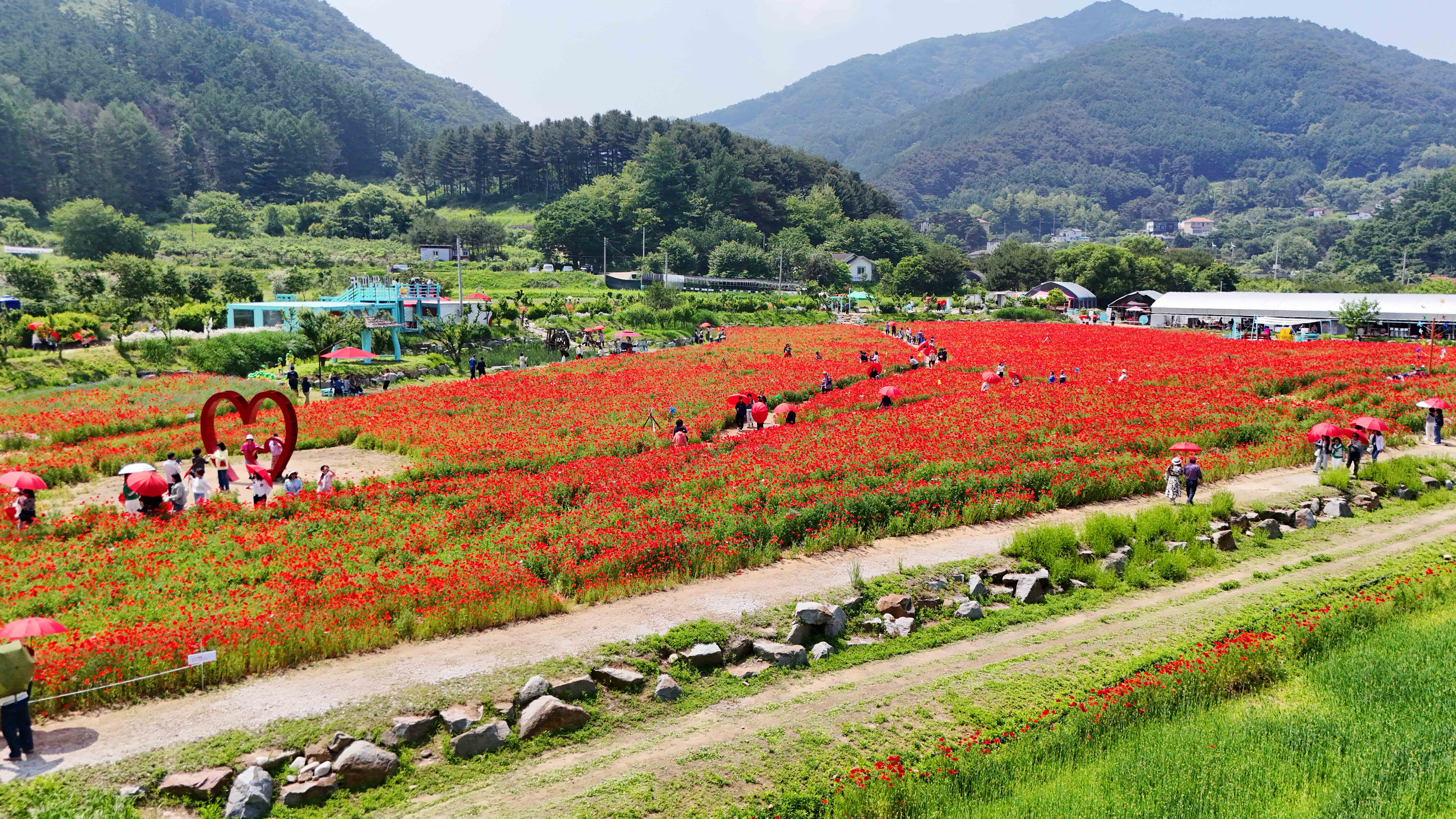용수골 꽃양귀비 축제