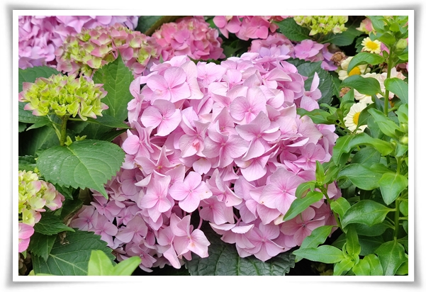 &quot;수국&quot; 여름의 아름다움을 한껏 품은 매력적인 꽃!