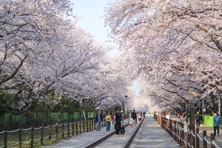 진해 벚꽃 사진