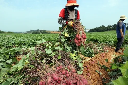 중부지방 고구마 수확시기 핵심 체크_9