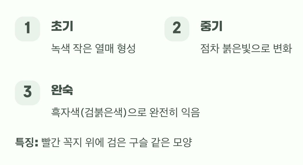 보석처럼 빛나는, 검붉은 열매