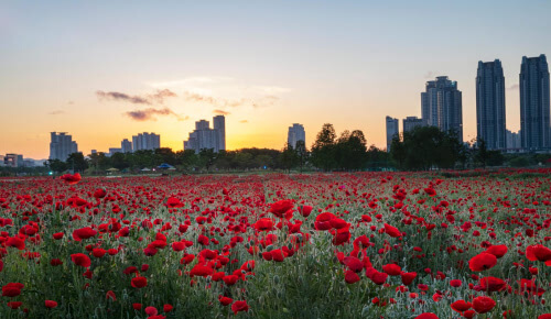태화강국가정원 봄꽃축제 꽃양귀비