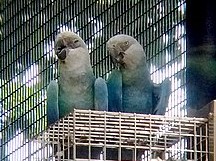 스픽스 잉꼬 두마리