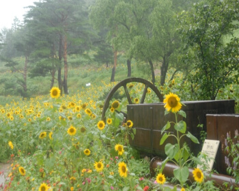 태백 해바라기 축제_13