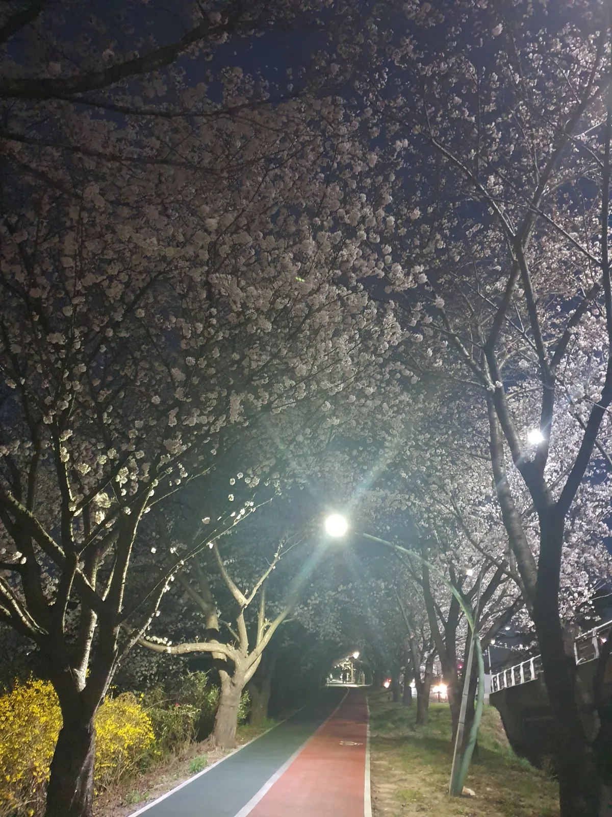부산-사상구-삼락-생태공원-벚꽃-구경-여유롭게하기