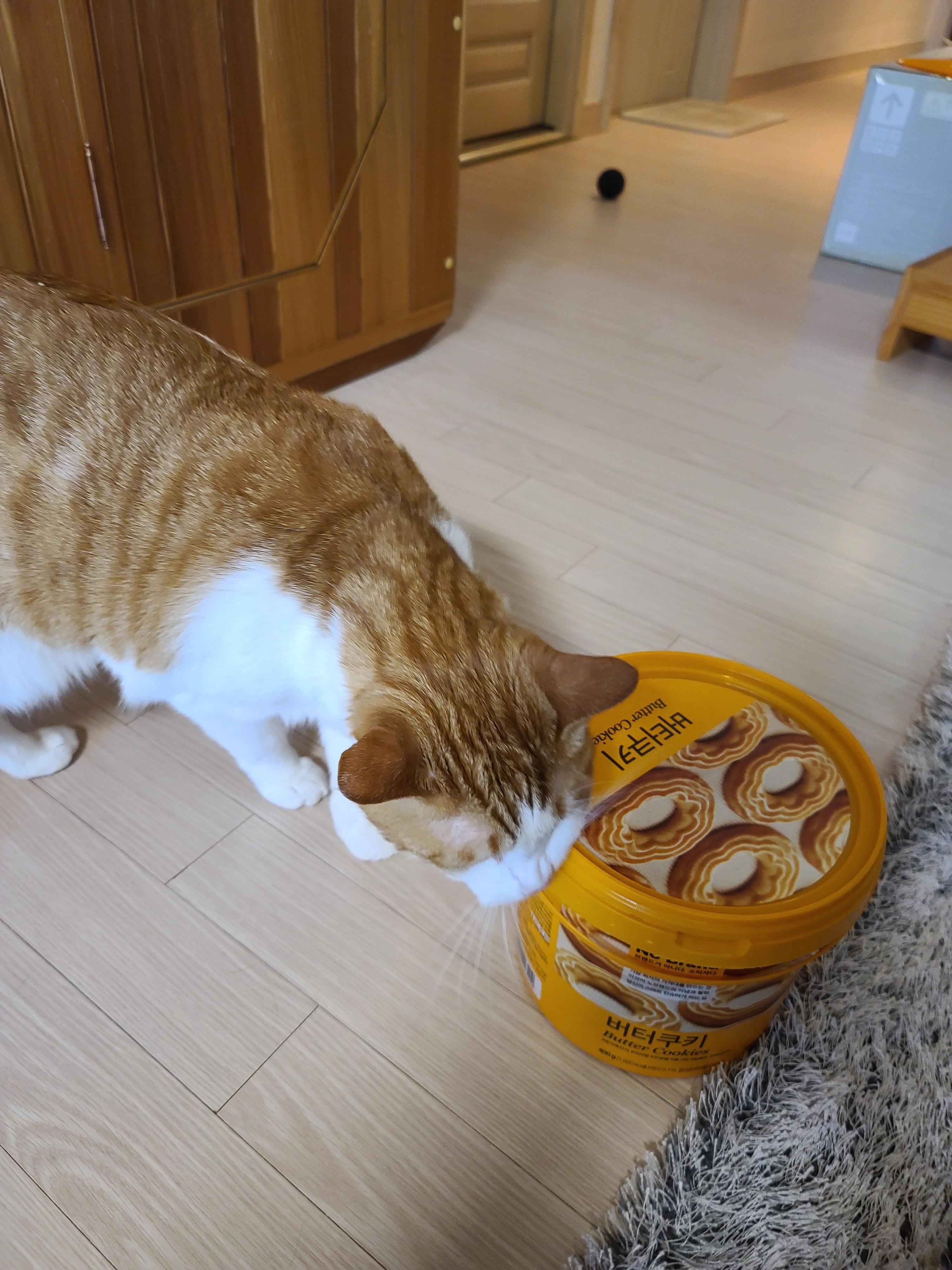 막둥이 삐용이의 장난감통 열기와 우리집 고양이들의 행동교정 방법.