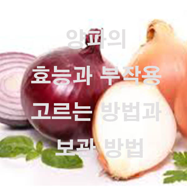 양파의 효능과 부작용 고르는 방법과 보관 방법