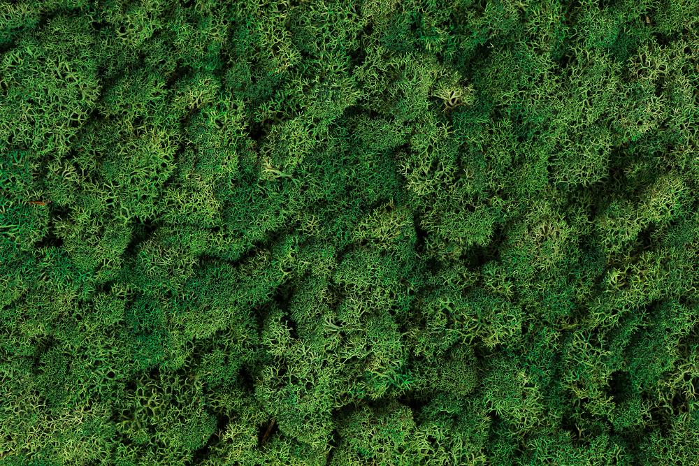 녹색기술인증은 환경 친화적이며 지속 가능한 기술을 개발 및 적용하는 기업이나 제품에 대한 인증 제도입니다.