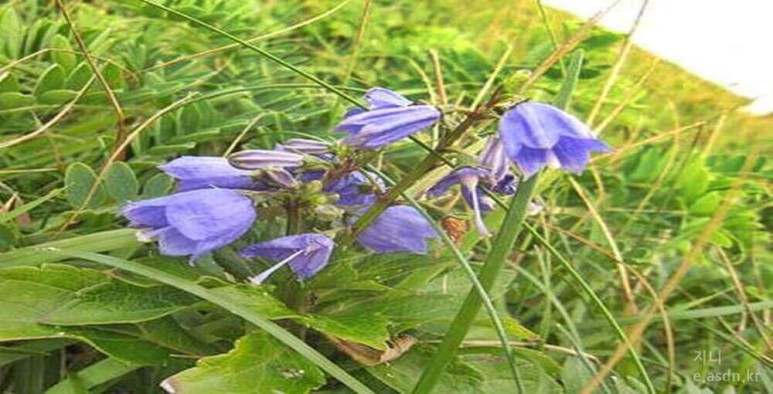 잔대 효능 5가지와 부작용 총정리