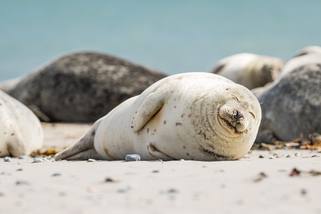 Seal