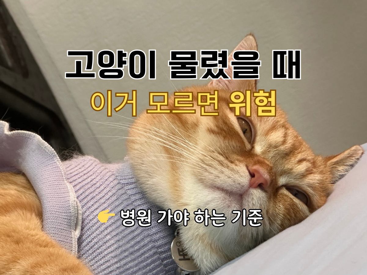 고양이가 물었을 때 물림 사고 물린 상처 감염 증상
