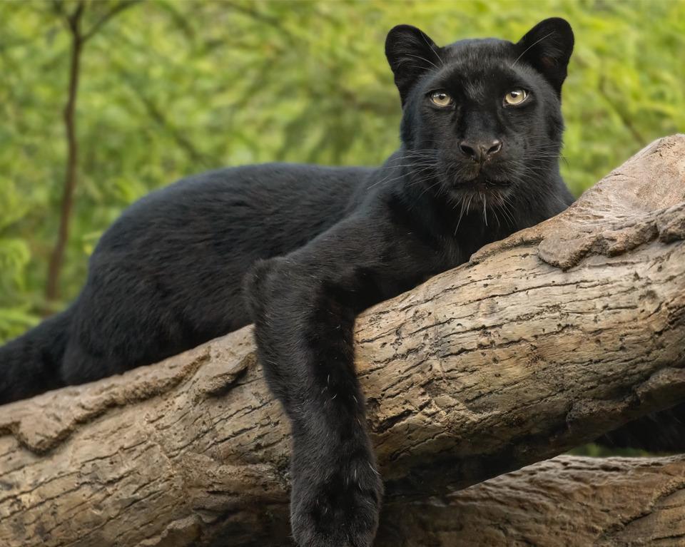 네이처파크 플라워페스티벌 2025