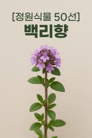 향기 허브, 백리향 키우기 가이드