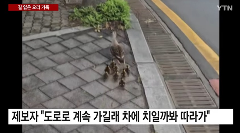 위험에 처한 오리 가족의 유인 과정