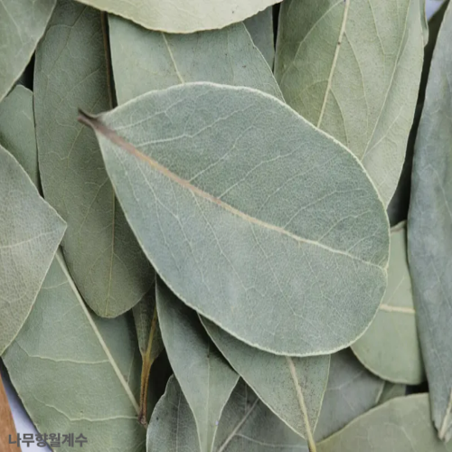 월계수잎